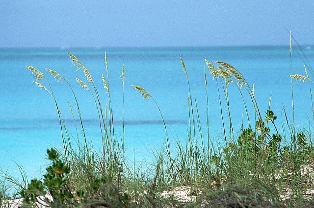 Seaoats,Bahamas