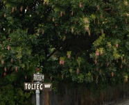 Toltec Drive-Toltec Way sign-icon