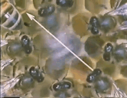 Bee-2 Bee-2