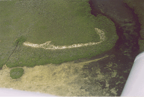 Bimini-Brucepic-icon Bimini-Brucepic-icon