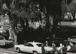 Blue Rock April 1974treesicon