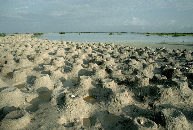 Flamingonests,Inagua