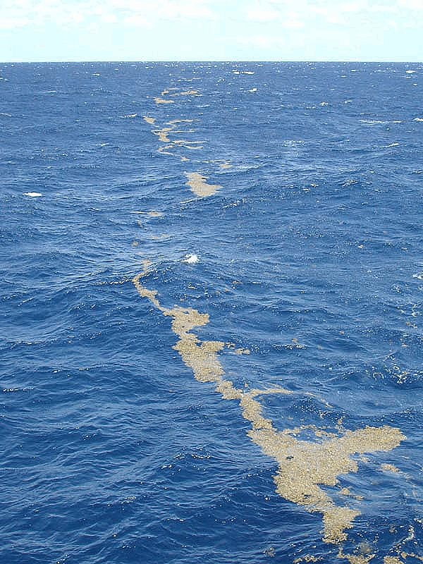 Sargassum_Sargasso_Sea