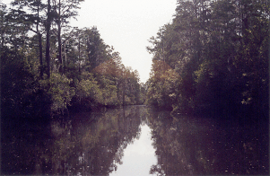 Suwanee7icon