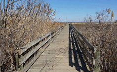 Trail into boardwalk-VO-icon