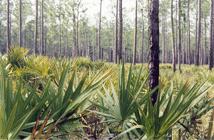 pinesandpalmsicon
